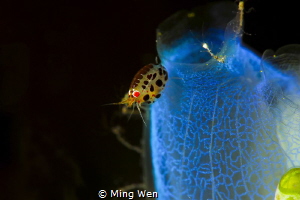 lady bug by Ming Wen 
